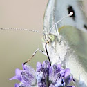 Large White