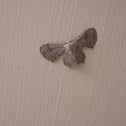 Scoopwing Moth