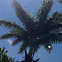 Palm tree