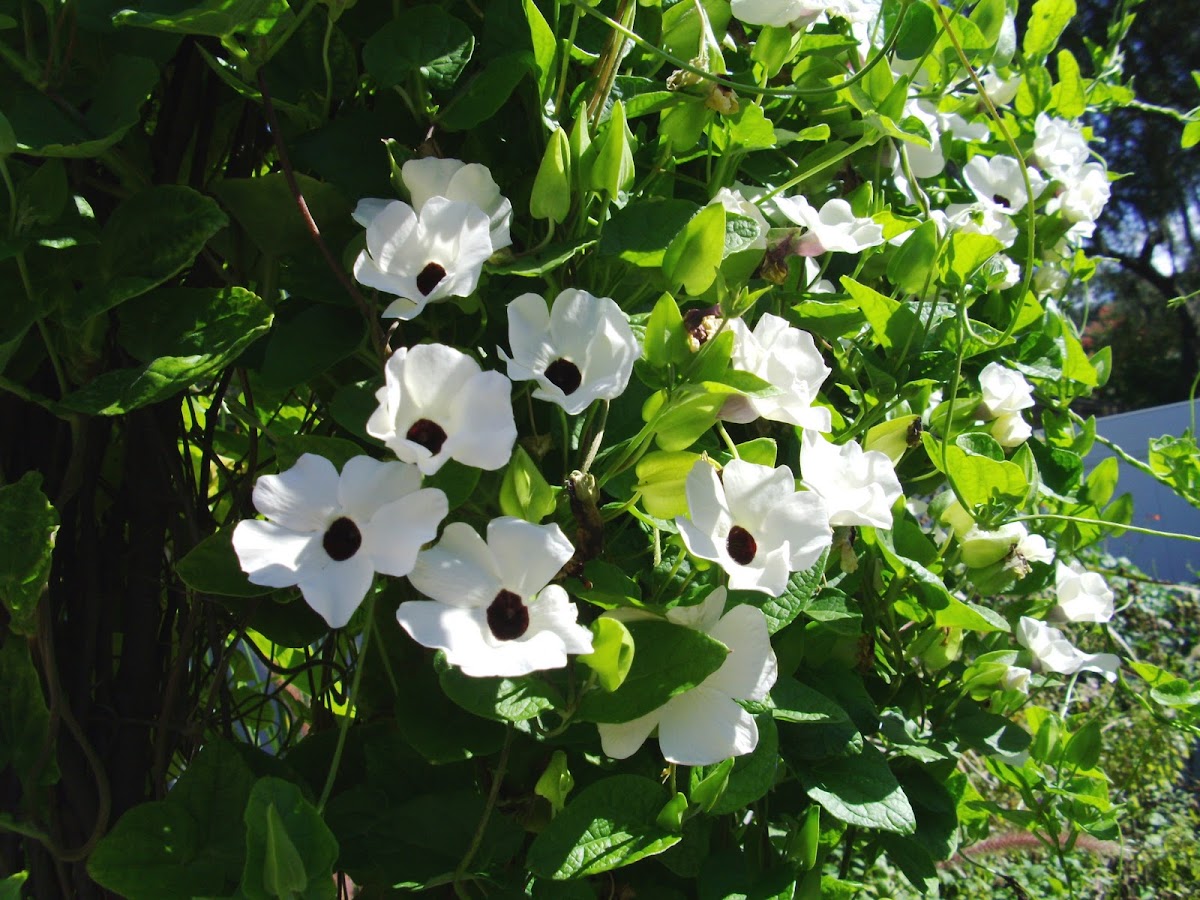 Black Eyed Susan Vine