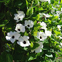 Black Eyed Susan Vine