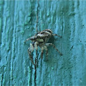 Zebra Jumping Spider