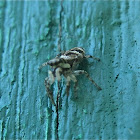 Zebra Jumping Spider