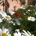 Monarch Butterfly