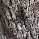 Five-lined skink