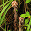 Ghost Plant