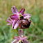 Ophrys aveyronensis