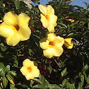 Alamanda