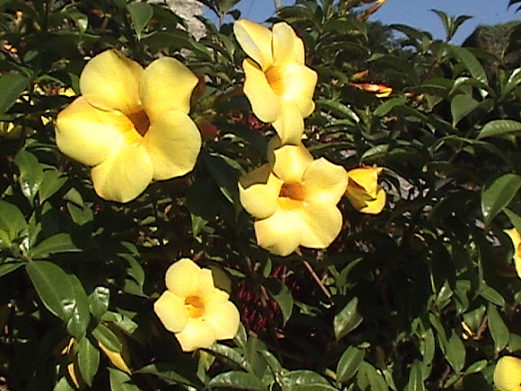 Spotting Image 1