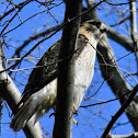 Red-tailed Hawk