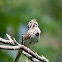 Song Sparrow
