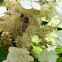 Honey bee