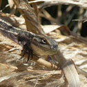 Lagarto chileno
