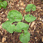 Wild Ginger