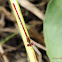 (Male) Desert Firetail