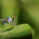 Long legged fly