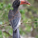 Crowned Hornbill