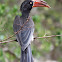 Crowned Hornbill