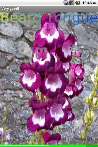 Garden Flowers