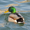 Mallard (drake)