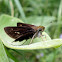 Dun Skipper