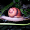 Snail