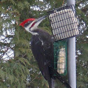 Pileated Wood-Pecker (male)