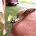 Moutain Earth Snake