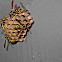 european wasp