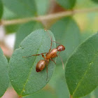 Lawn ant