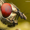 Common Fly