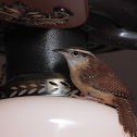 Carolina Wren