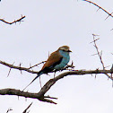 Racket-tailed Roller