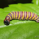 Skipper's Caterpillar