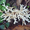 Coral fungus