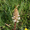 Bean broomrape