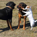 dogs
