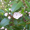 Mountain-laurel
