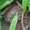 Ants
