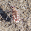 Hairy-necked Tiger Beetle