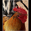 Rooster