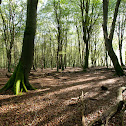 European beech