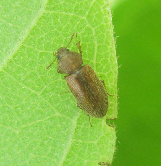 Spotting Image 1