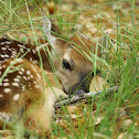 Whitetail Deer fawn