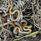 Prairie Ringneck Snake