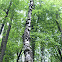 Silver birch (deadwood)