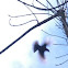Dove