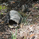 Turtle Shell