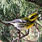 Townsend's Warbler