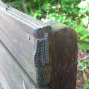 Forest Tent Caterpillars